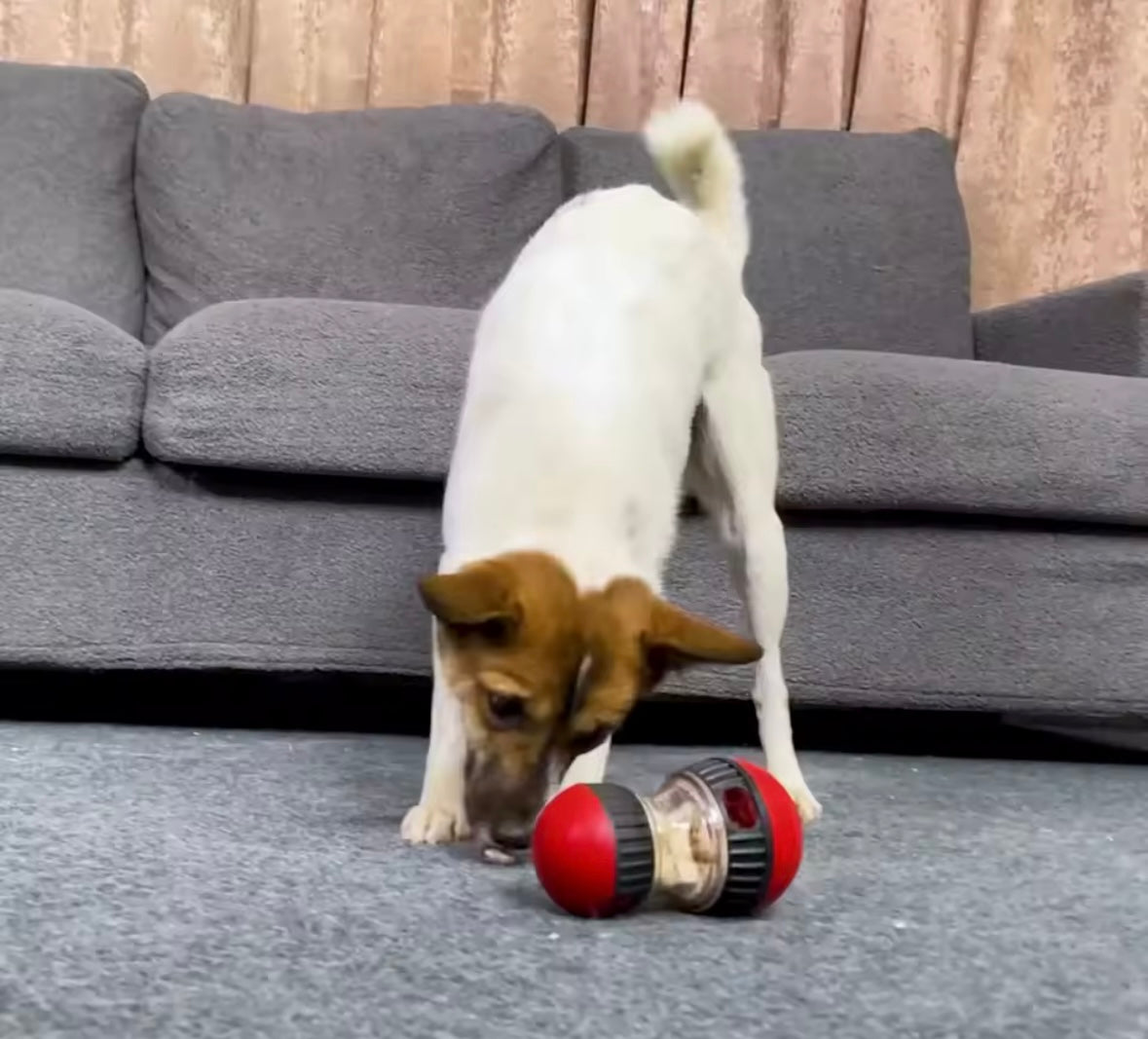 SmartPaw IQ Dog Training Toy