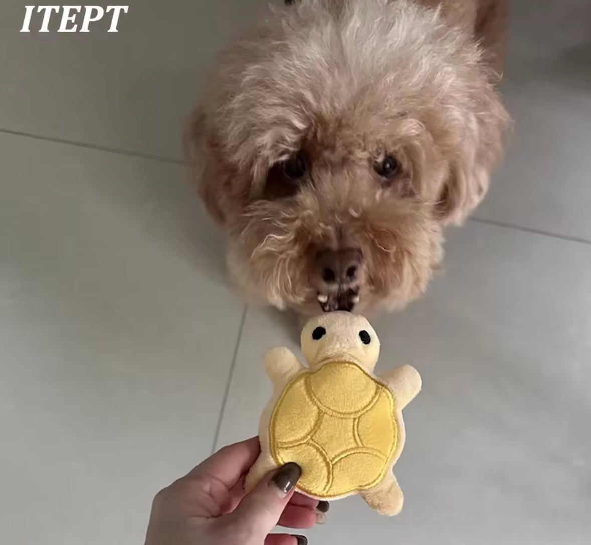 MiniTurtle Chew Toy