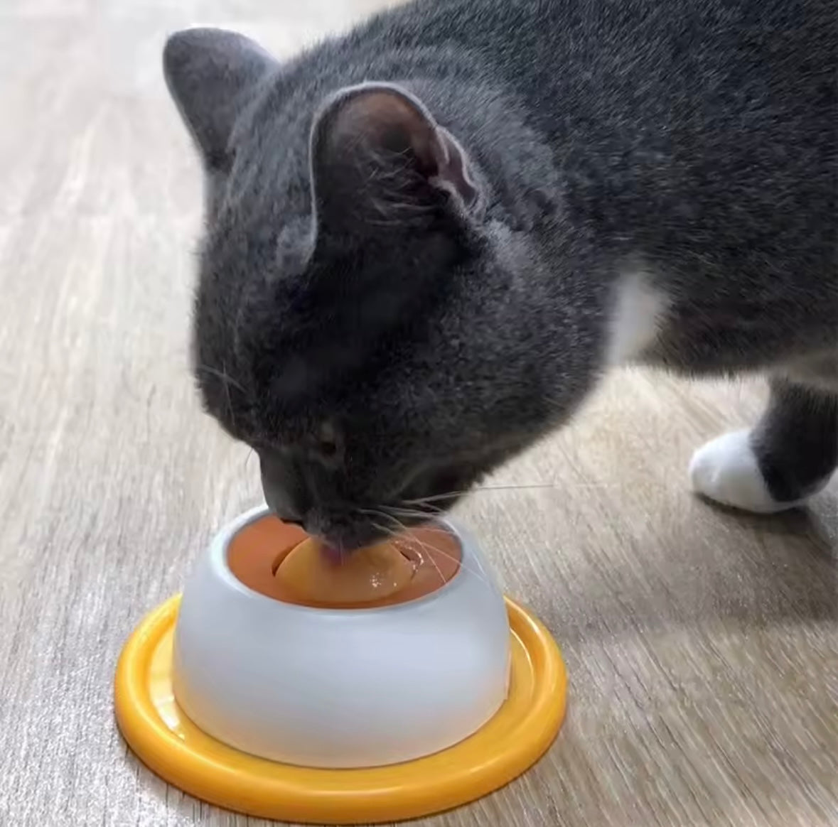 SlowPaws Feeder