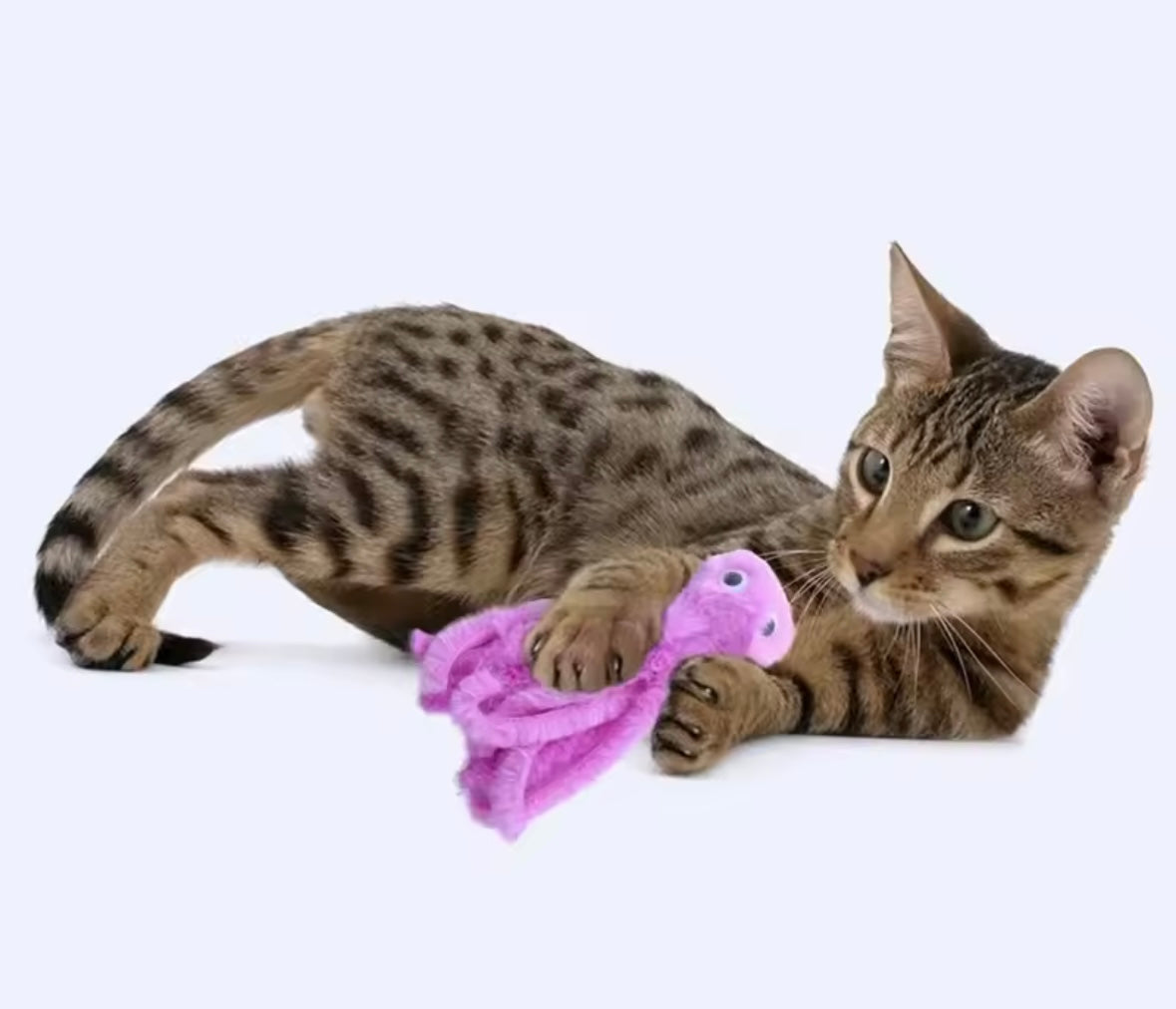 OctoPaws Cat Toy