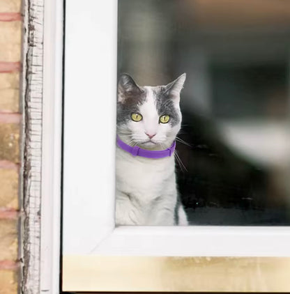 CalmPaw Dog Collar