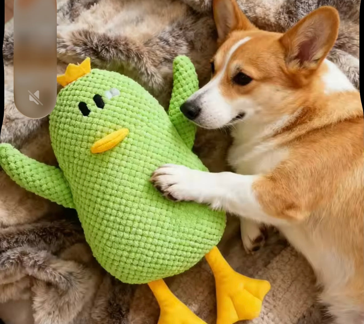 QuackBuddy Duck Toy