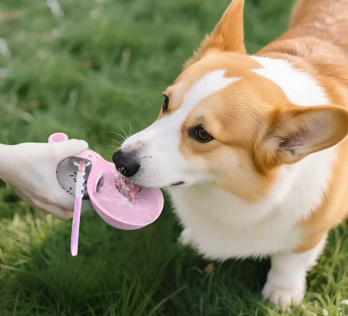 HydroPaw Travel Bottle