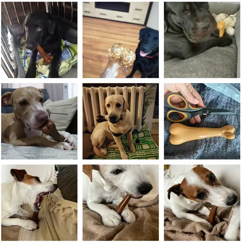BiteBone Dog Chew Toy