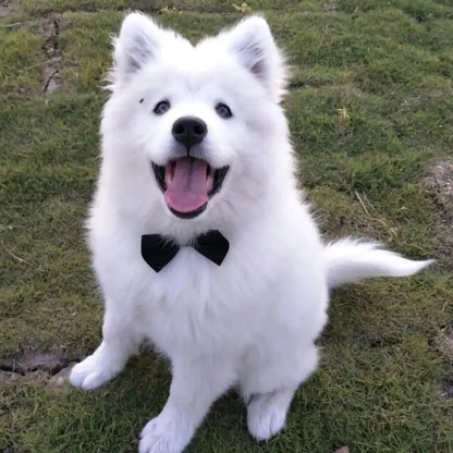PawBow Pet Tie Set